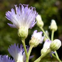 Cyanthillium hookerianum (Arn.) H.Rob.